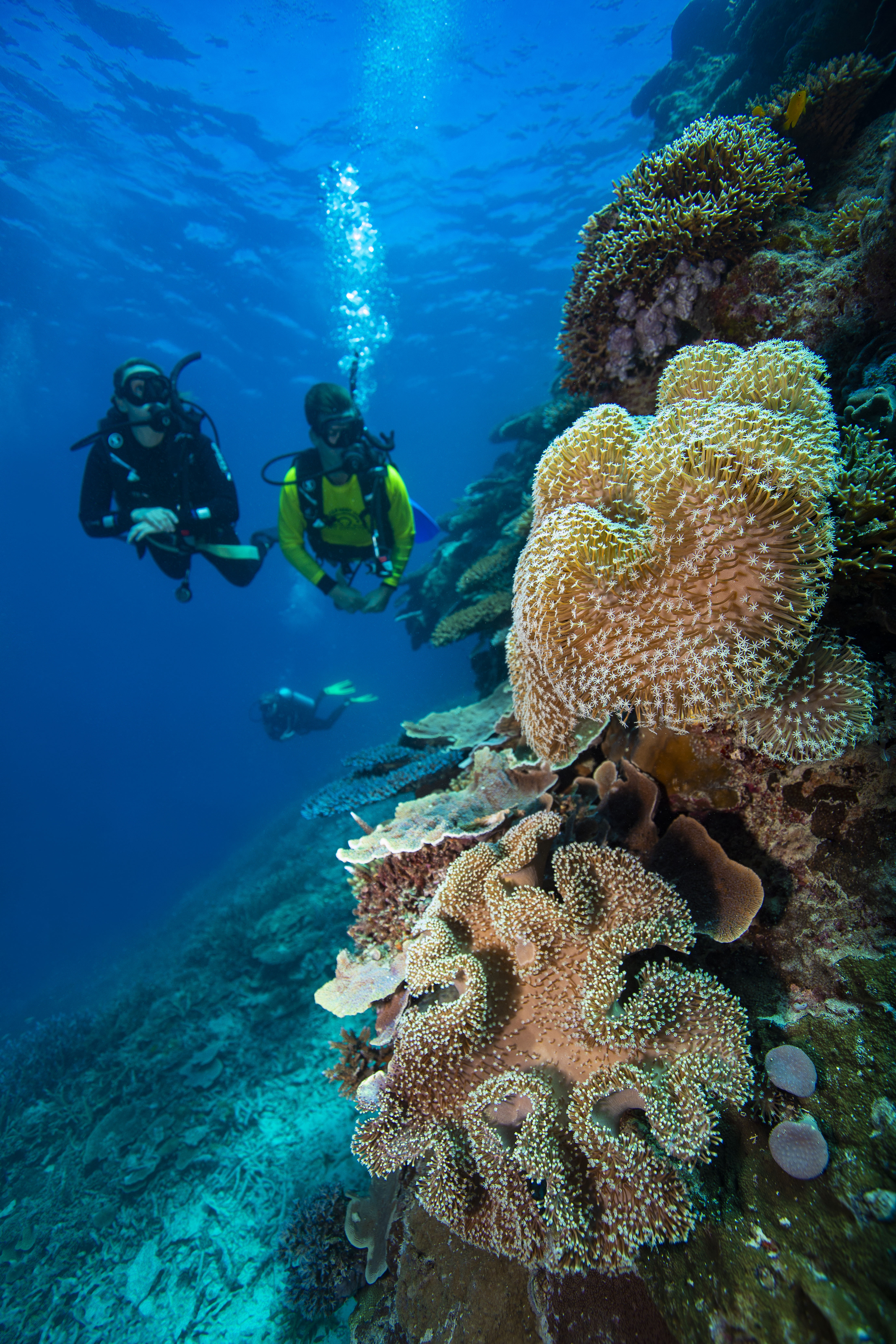 Advanced Guided Dive and Snorkel Tour